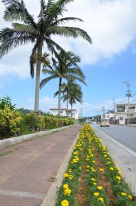 国道331号沿い椰子並木の花植えも準備万端
